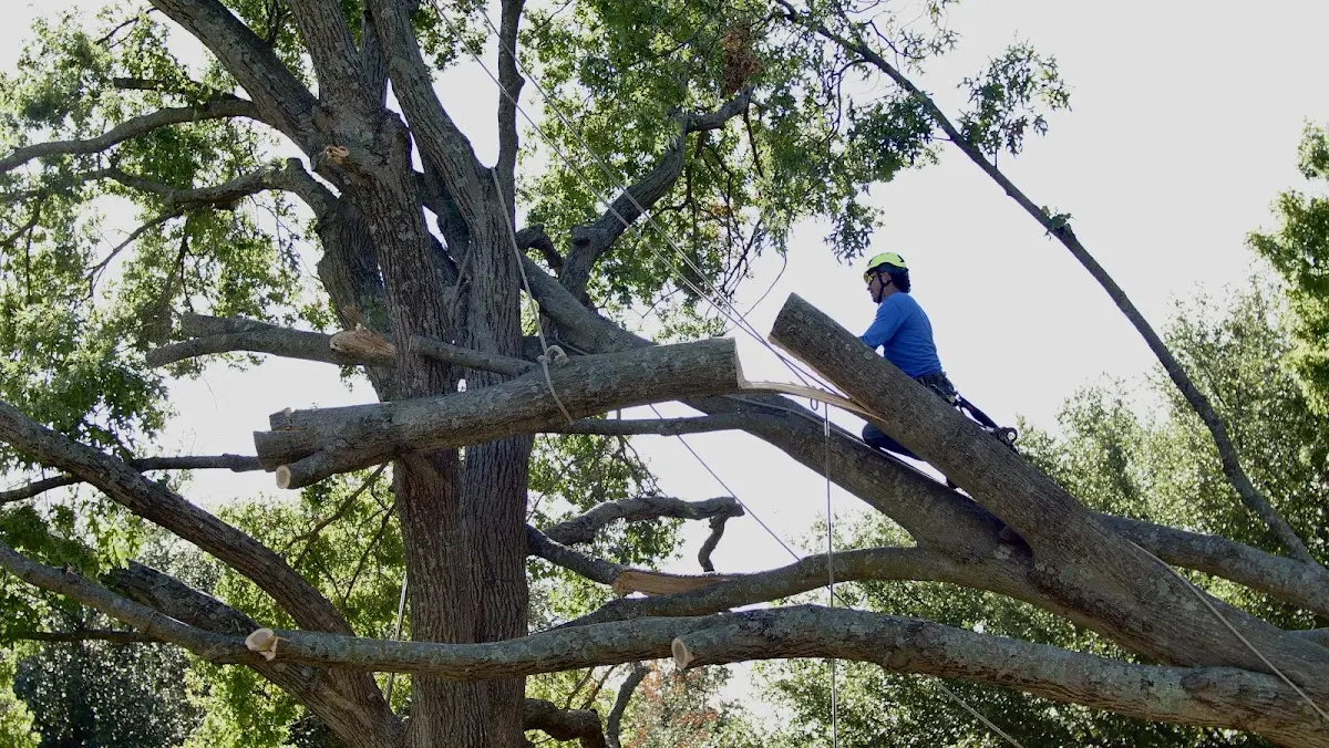 Professional Hazardous Tree Removal performed by certified arborists in Luther